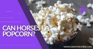 Read more about the article Can Horses Eat Popcorn?