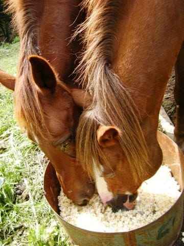 Can Horses Eat Popcorn