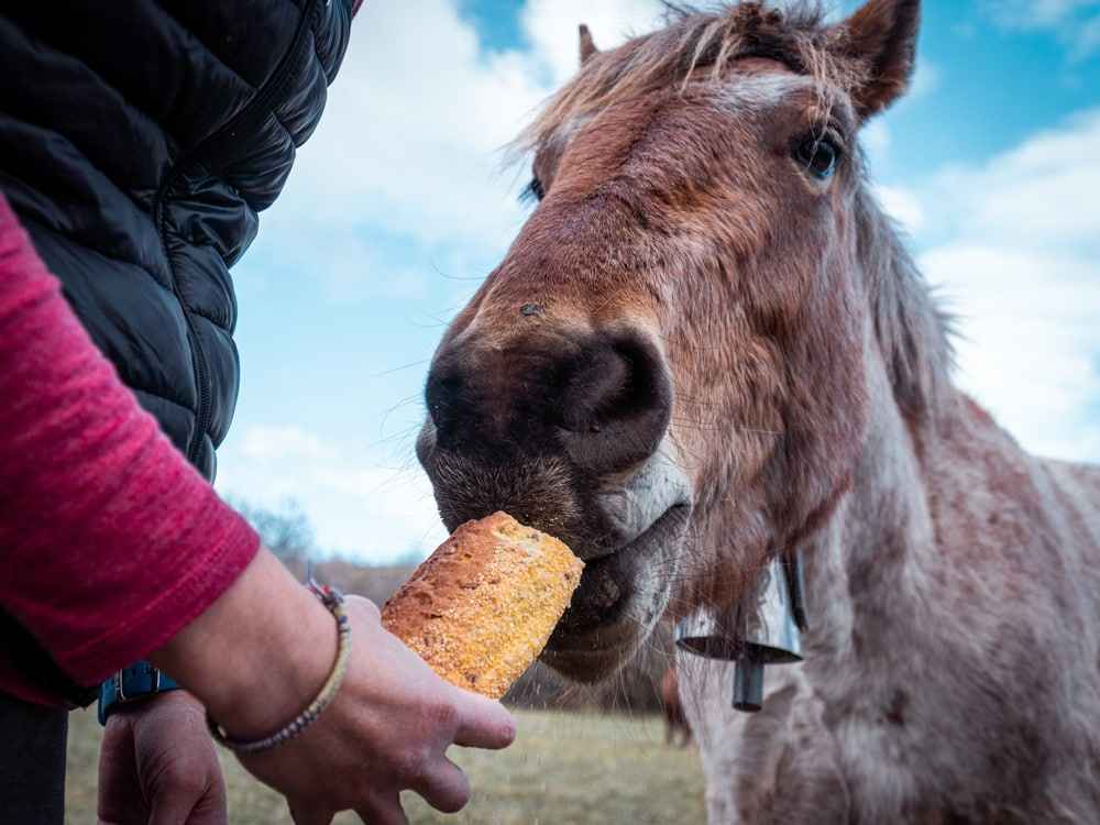 Can horses eat bread