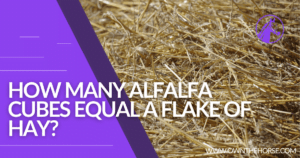 Read more about the article How Many Alfalfa Cubes Equal a Flake of Hay?