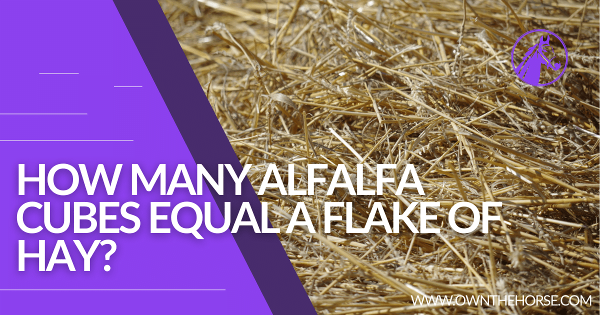 How Many Alfalfa Cubes Equal a Flake of Hay? Featured Image