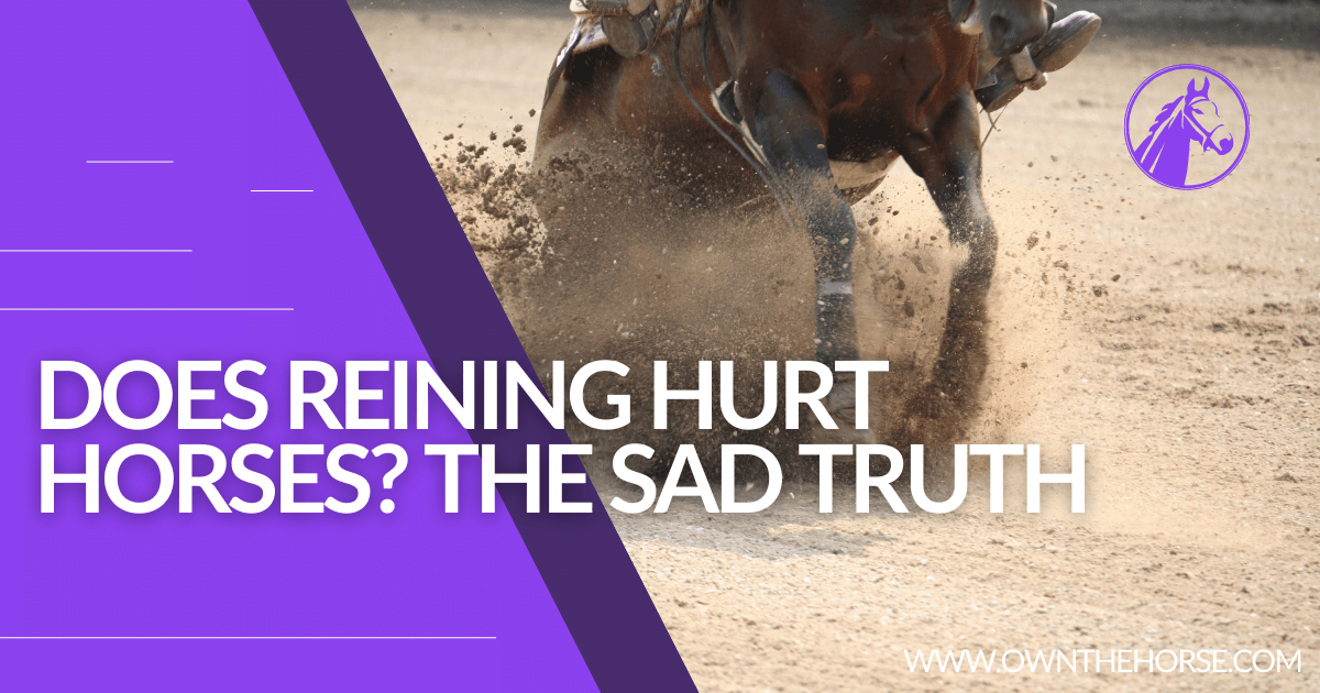 Read more about the article Does Reining Hurt Horses? The Sad Truth