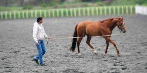 Is Lunging a Horse Necessary or Optional? Find Out