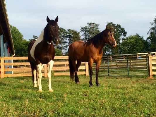 Mare Magic for Geldings Review