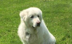 Can Great Pyrenees Be Off Leash? True/False?