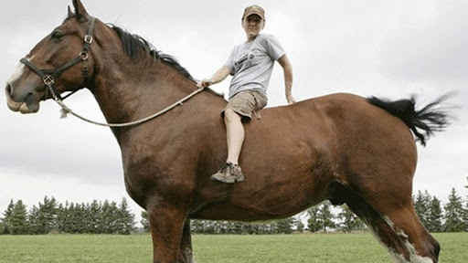 Can You Ride a Draft Horse