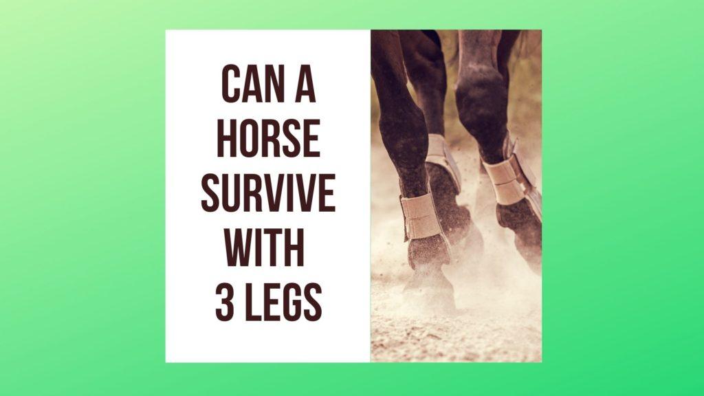 Can a Horse Survive with 3 Legs