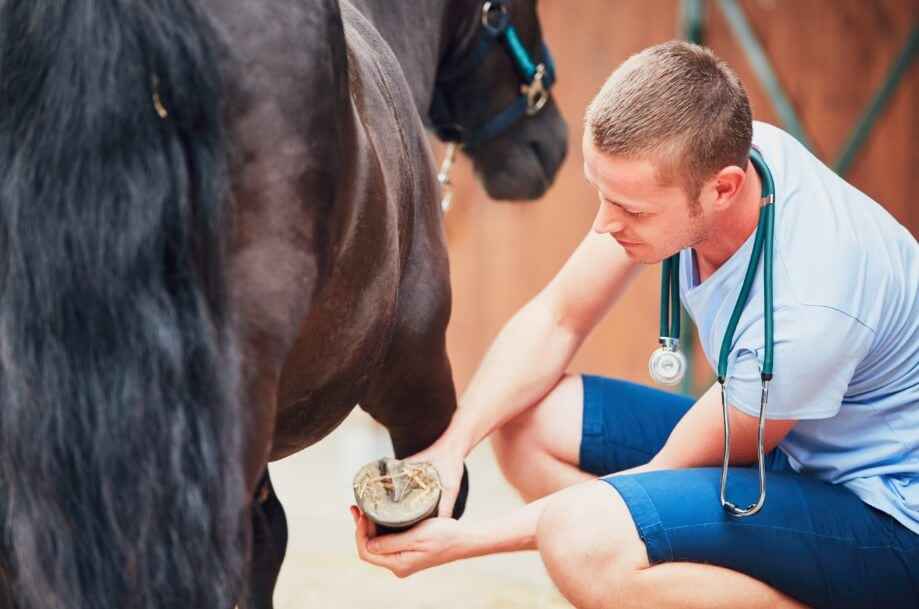 Is Absorbine Horse Liniment Safe for Human Use