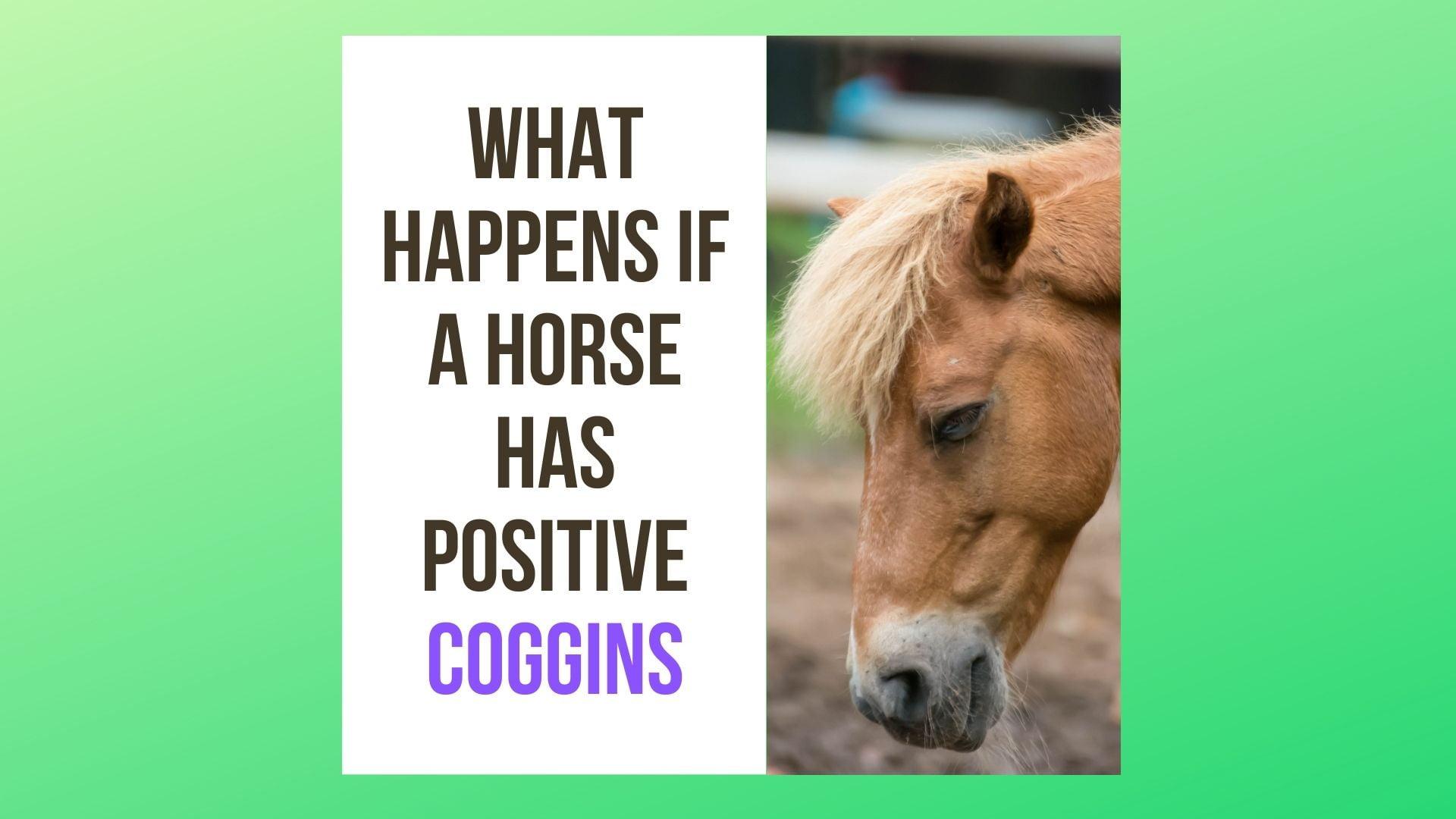 What Happens If A Horse Has Positive Coggins