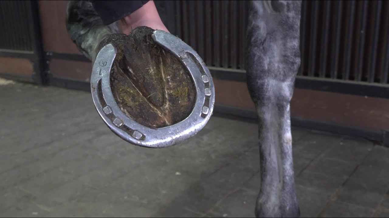 Why Do Horses Need Shoes