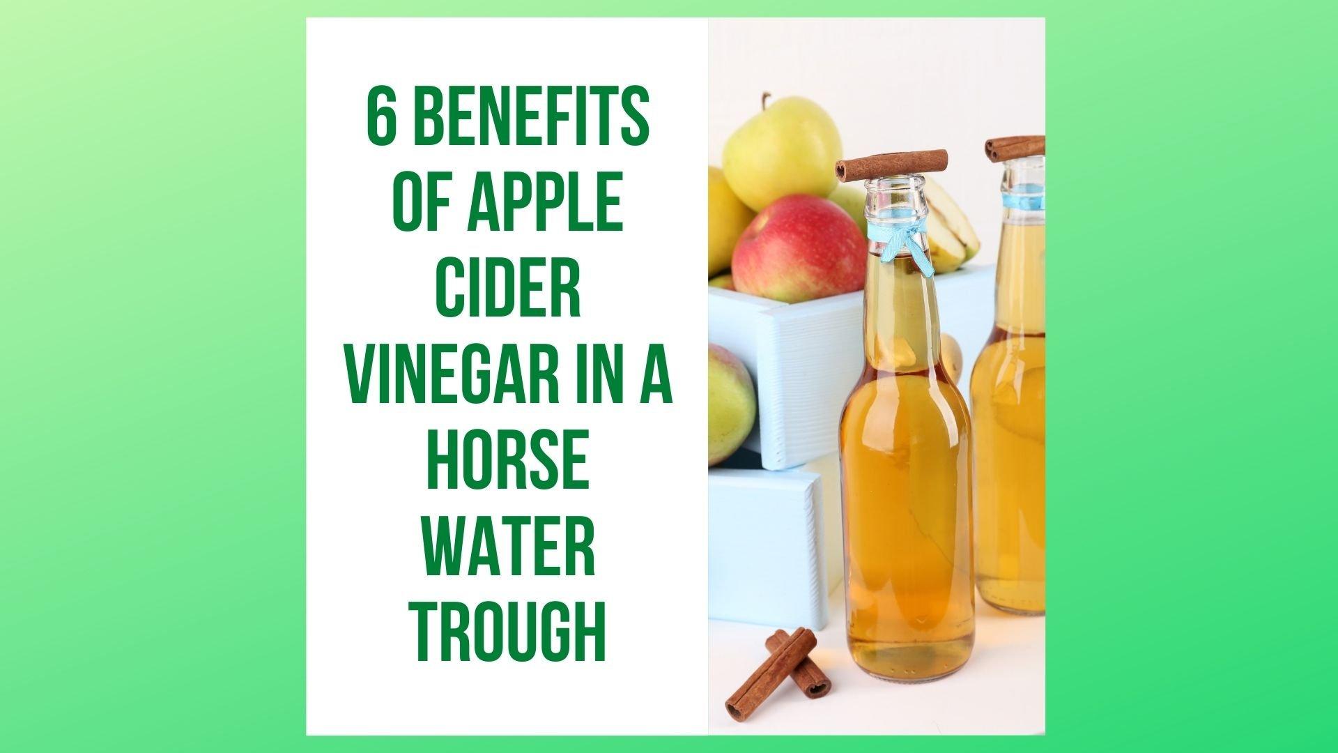 6 Benefits of Apple Cider Vinegar In A Horse Water Trough