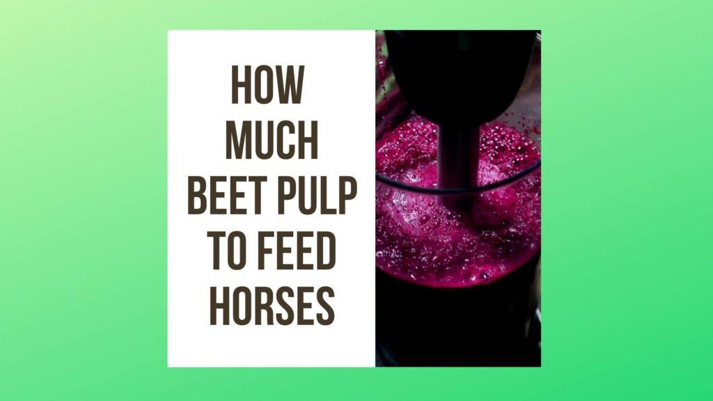 How Much Beet pulp to Feed Horses