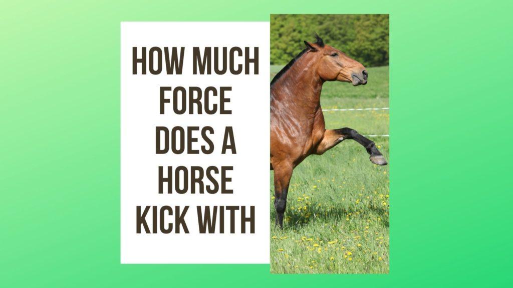 How Much Force Does a Horse Kick With