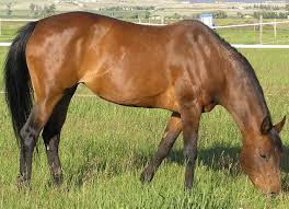 How Much Grain Does A Horse Need Per Day