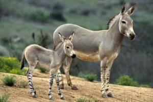 Best Donkey Breeds in India