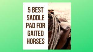 5 Best Saddle Pad for Gaited Horses In 2022