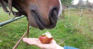 Can Horse eat Apples Whole, Core/Skin? - FIND OUT
