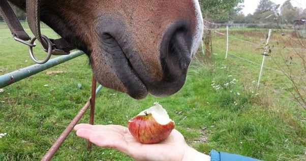 Can Horse eat Apples