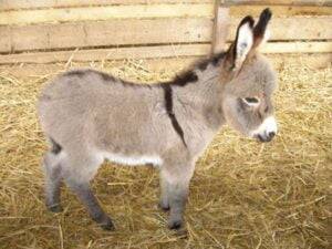 Best Donkey Clippers for Body Clipping