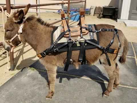 Best Donkey Saddle