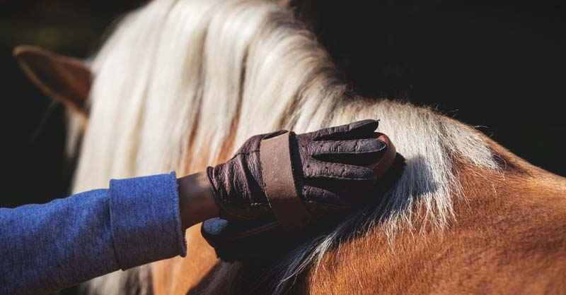 Best Grooming Brushes for Horses