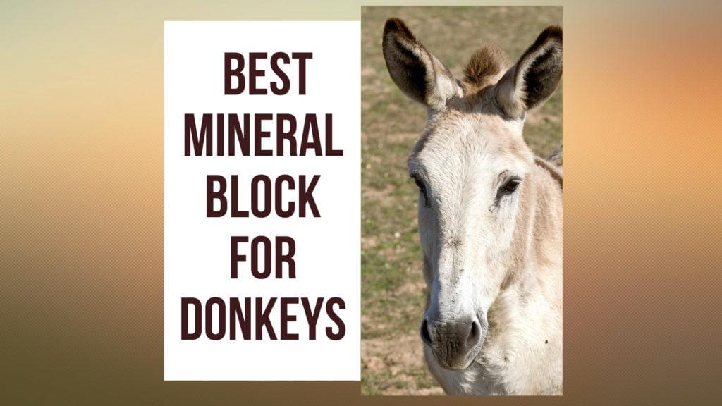 Best Mineral Block for Donkeys