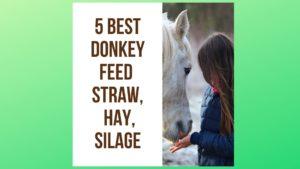 5 Best Donkey Feed [Straw, Hay, Silage]