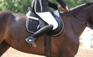 Best Ever Saddle Pads for Sale