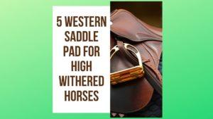 5 Best Western Saddle Pad for High Withered Horses