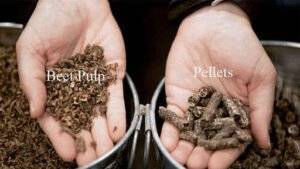 Beet Pulp Vs Alfalfa Pellets