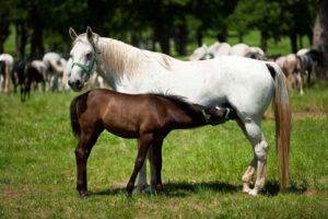 Best Horse Feed For Mare and Foal