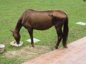 Best Horse Feed For Older Horses