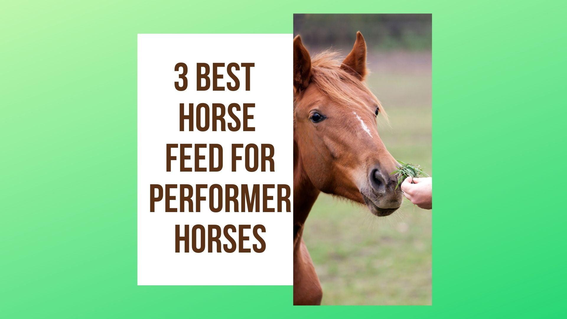 Best Horse Feed For Performance Horses