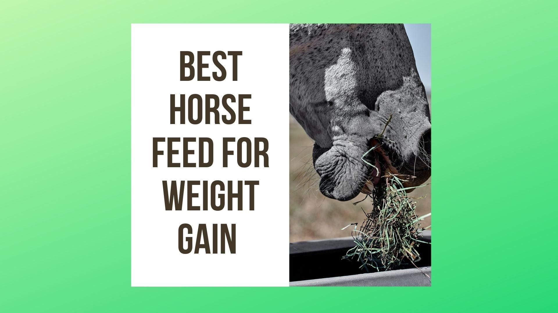 Best Horse Feed For Weight Gain