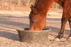 Best Horse Feed For Weight Gain