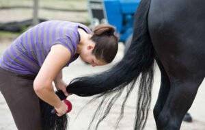 Best Horse Tail Detanglers