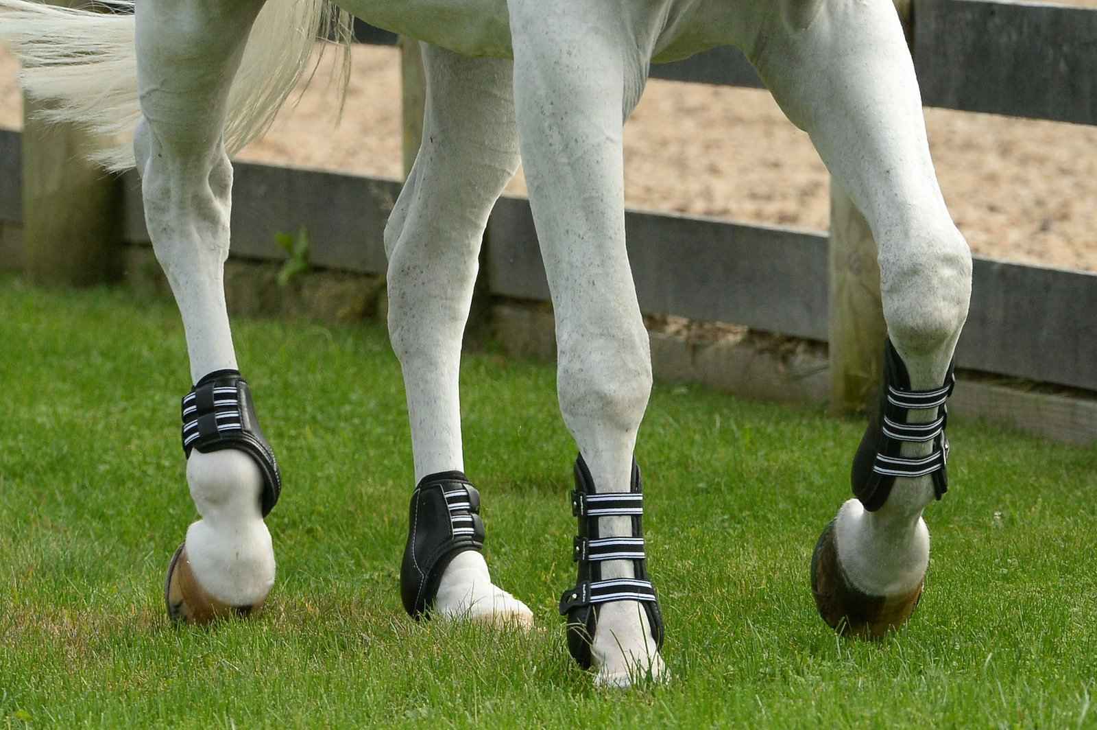 Best Tendon Boots for Horses