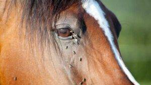 Do Natural Horse Fly Sprays for Horses Work