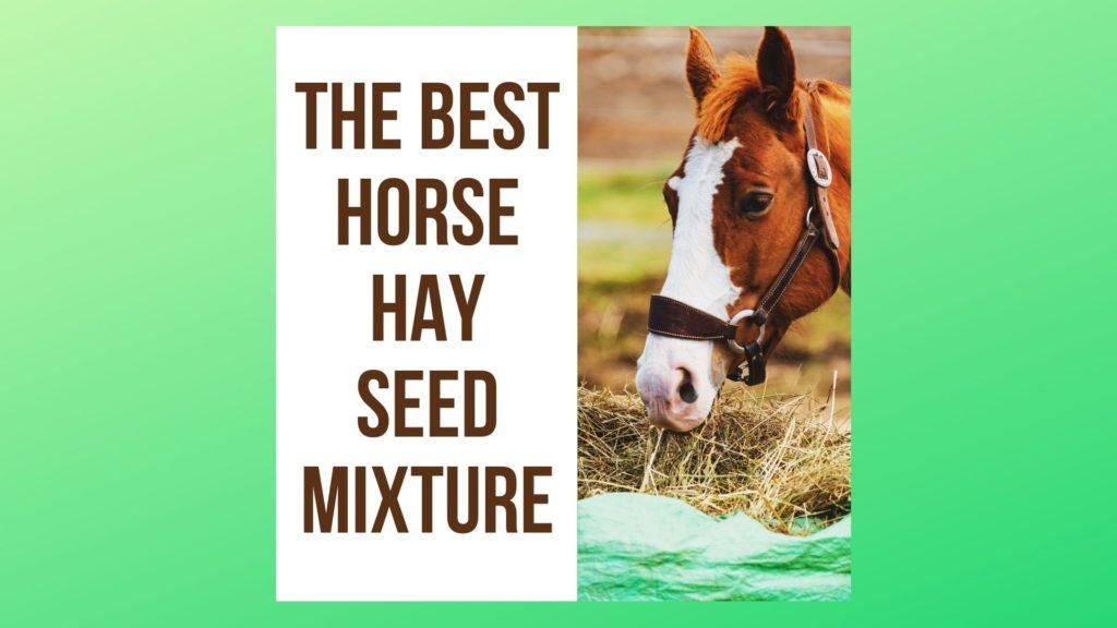 the Best Horse Hay Seed Mixture