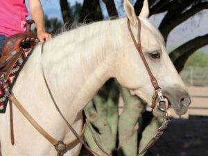 5 Steps to Finding the Perfect Horse Bit