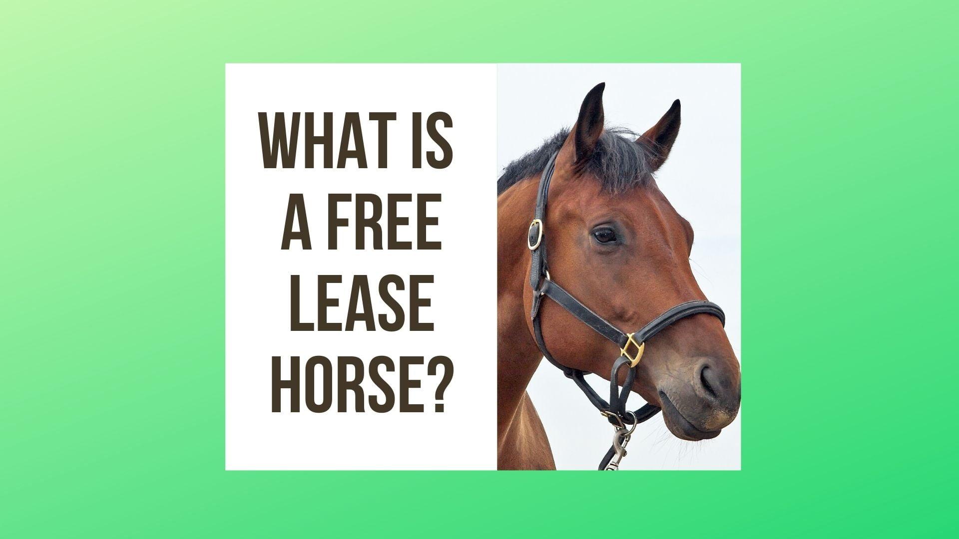 What Is A Free Lease Horse
