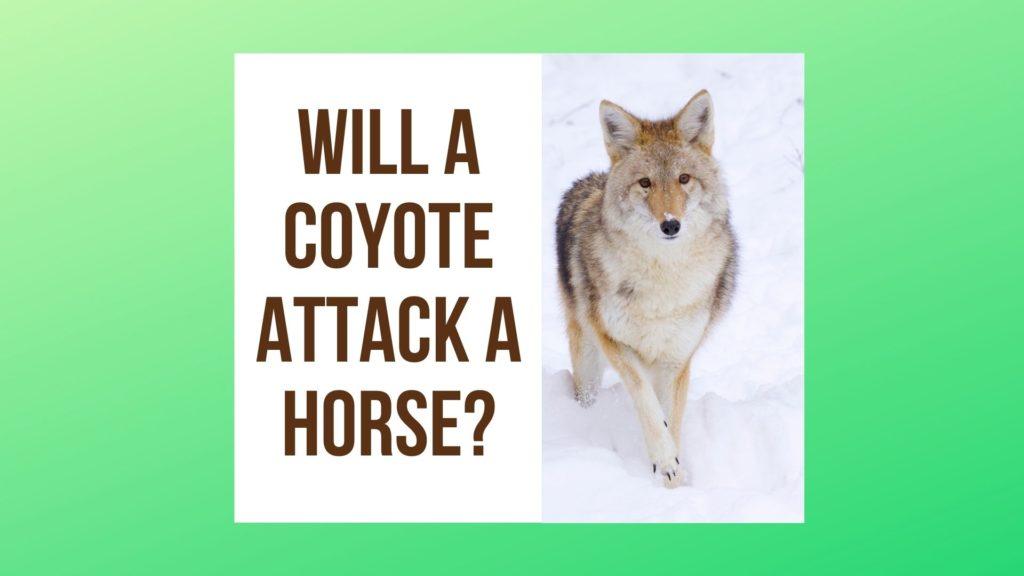 Will A Coyote Attack A Horse