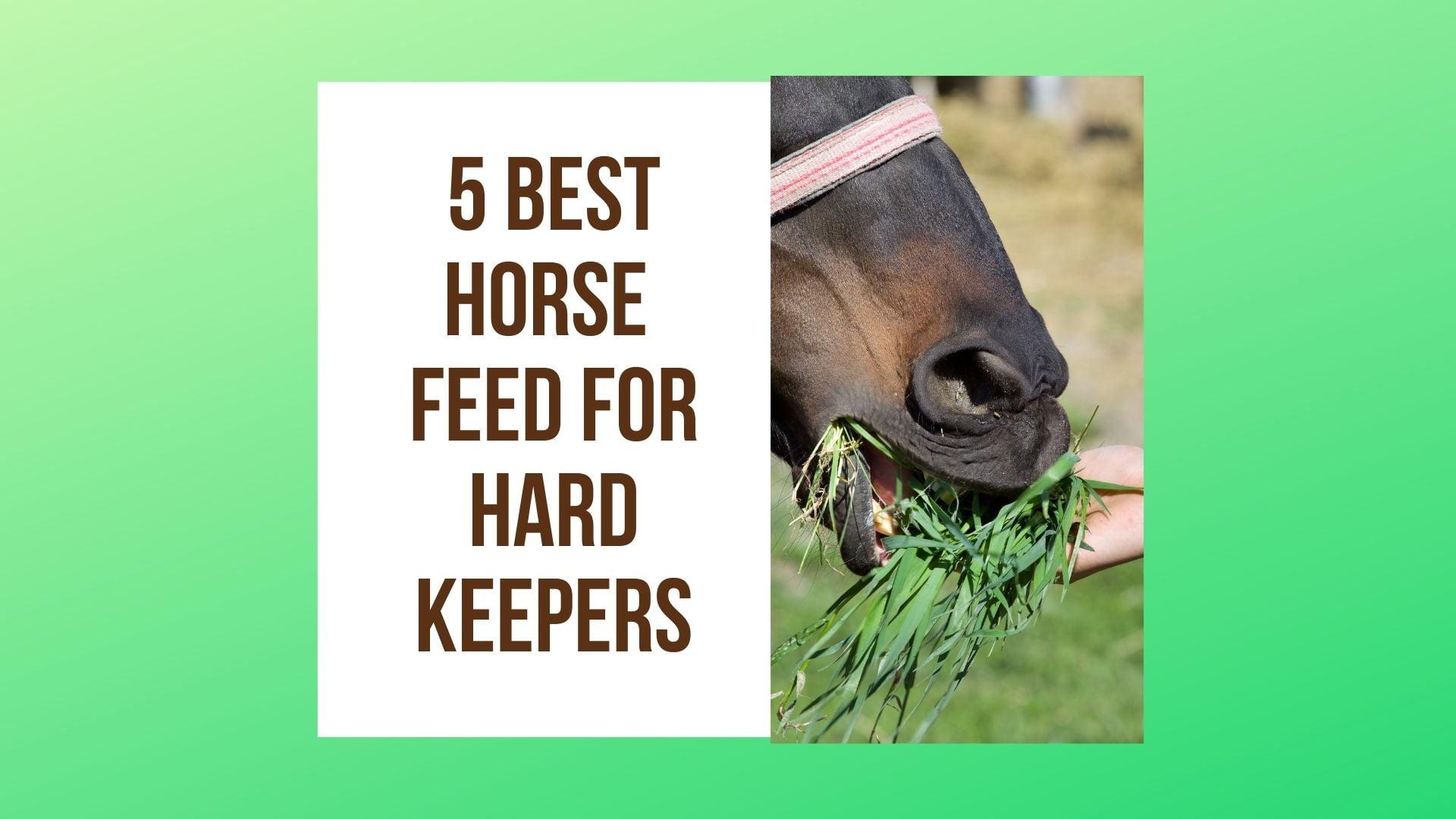 5 Best Horse Feed For Hard Keepers