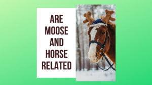 Are Moose And Horse Related? - Moose Vs. Horse