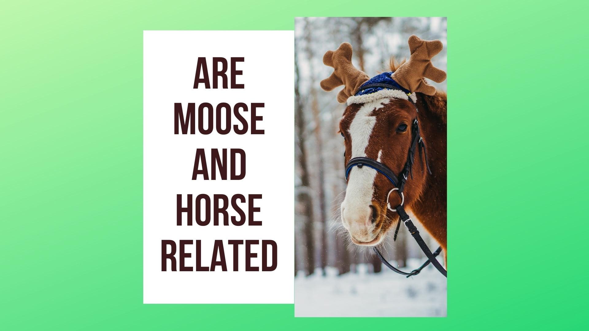 Are Moose And Horse Related