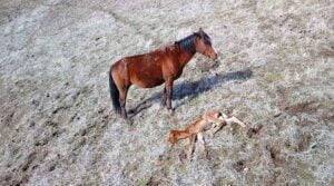Can Horses Survive in the Wild? [5 Shocking Answers]