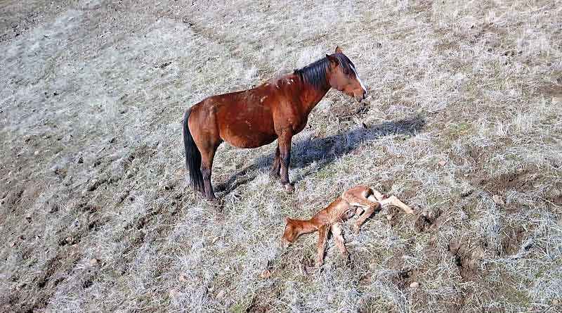 Can Horses Survive in the Wild
