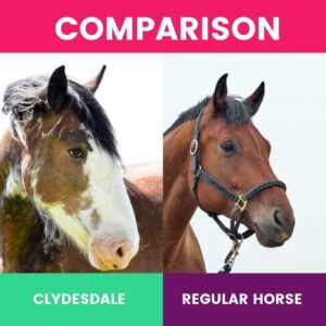 Clydesdale vs regular horse