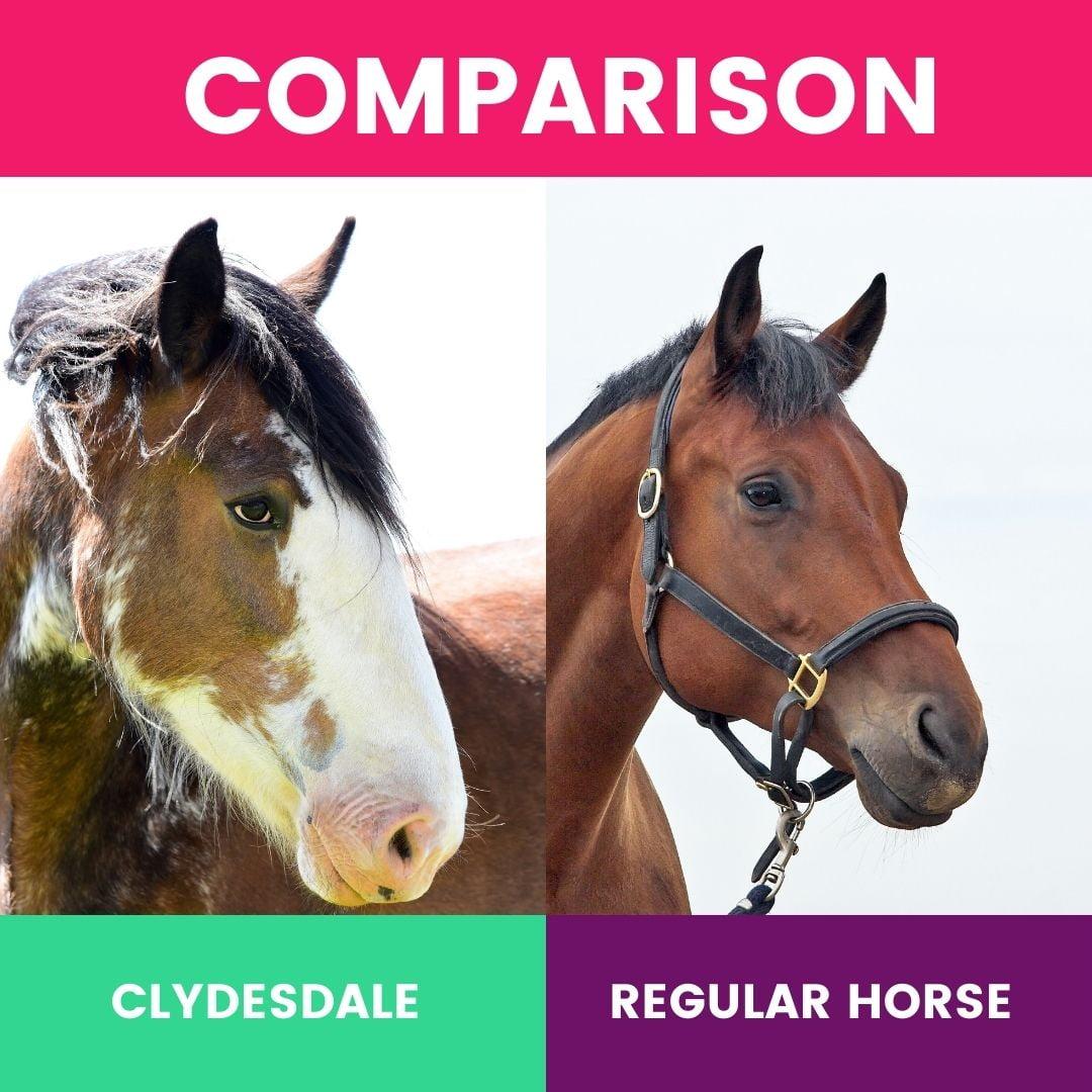 Clydesdale vs regular horse