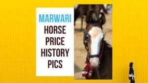 Marwari Horse Price